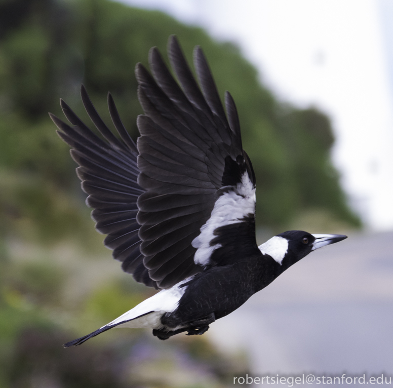 australian magpie